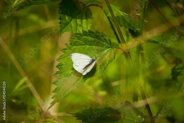 Obraz paillons blanc