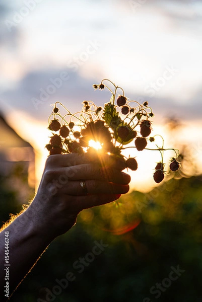 Fototapeta Sunset seen through the branches of the forest strawberries in a hand. 