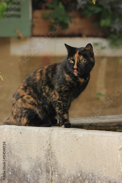 Obraz Langue de chat 