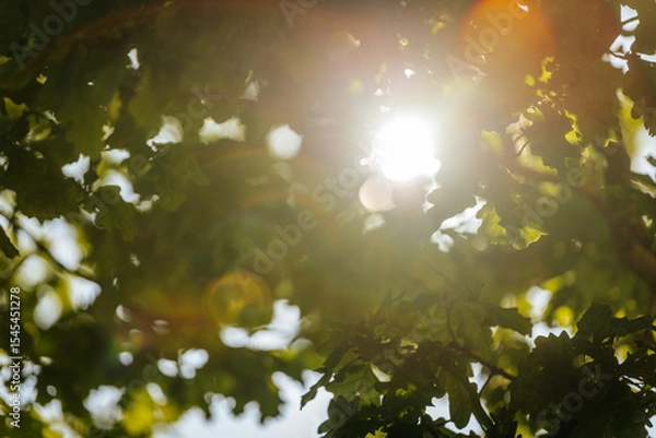 Fototapeta Sunlight shining through dense green oak leaves, creating a warm glow and soft lens flare in a peaceful natural setting. Includes copy space.