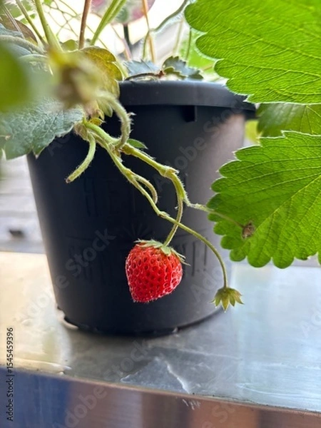 Obraz strawberry jam in a pot