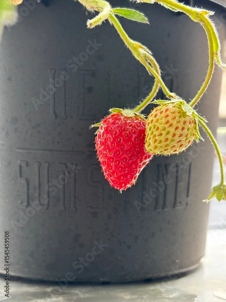 Obraz strawberry in a bucket
