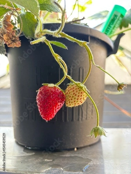Obraz strawberry jam in a jar