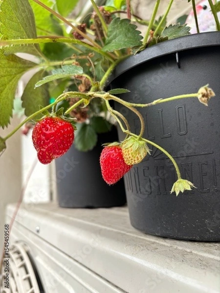 Obraz strawberry and mint