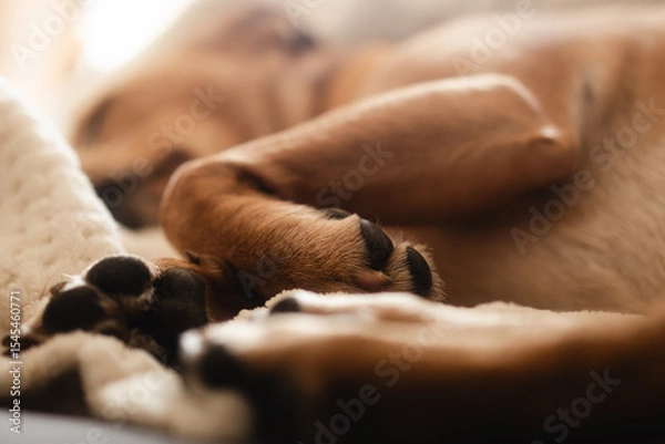 Obraz Close-up of the furry paws of a sleeping dog, immersed in a soft, creamy blanket, in warm, natural light