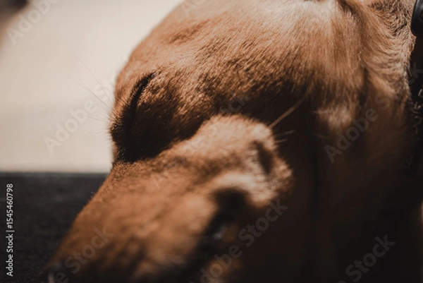 Obraz Close-up of the mouth of a sleeping dog in natural, warm light, showing details of fur and eyelashes, ideal for relaxation
