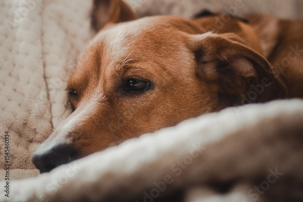 Obraz An intimate portrait of a dog resting on a soft, beige blanket, with his eyes slightly tilted in natural, warm light