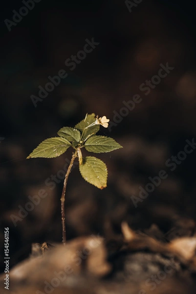 Obraz A delicate, young plant with a single flower, growing from a dark, blurred forest litter background, symbolizing hope and new life