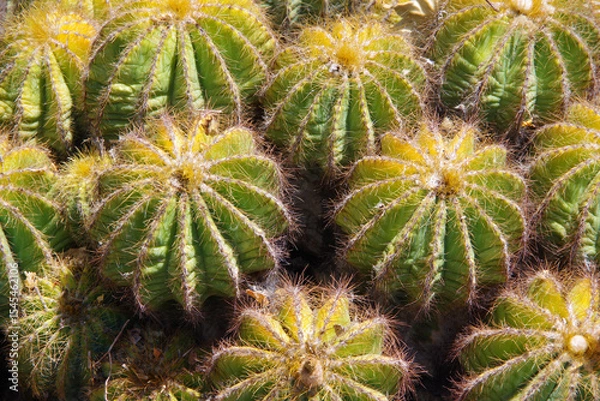 Obraz Field of spiky round barrel cacti
