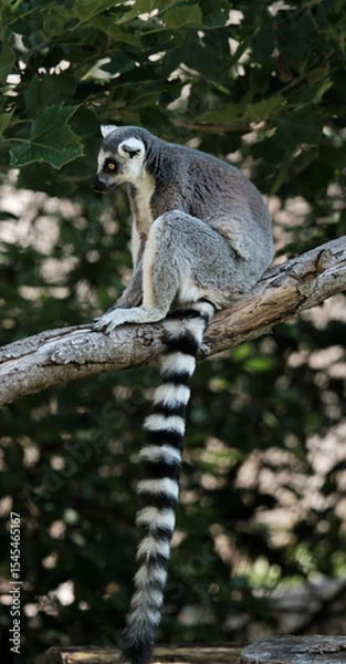 Obraz Ring-tailed lemur