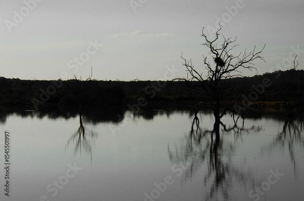 Obraz Africa- A Twilight View of Dead Trees Reflected in a Lake