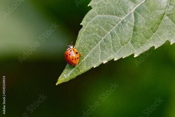 Fototapeta Close-Up of a Ladybug on a Leaf