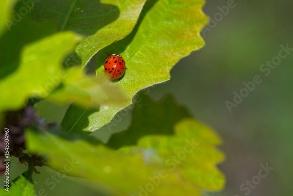 Fototapeta Close-Up of a Ladybug on a Leaf