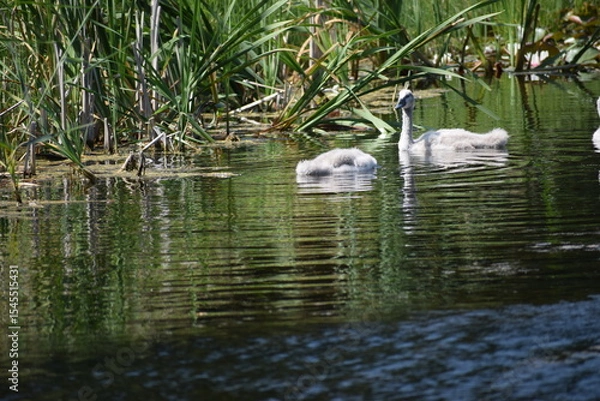 Fototapeta swan on the river ...