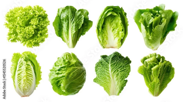Fototapeta Diverse Varieties of Fresh Green Lettuce Displayed in a Beautiful Arrangement for Healthy Eating and Culinary Use