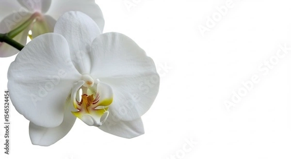 Fototapeta Elegant white orchids softly lit against pure white background. AI Generated