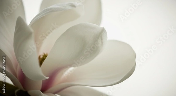Obraz Soft light illuminates delicate white magnolia petals. AI Generated