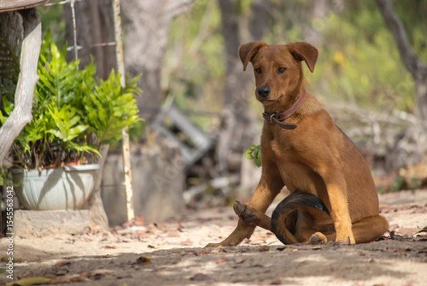 Obraz Adorable caramel dog playing in the backyard