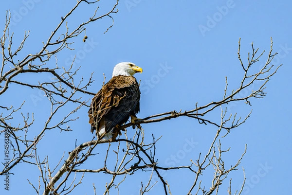 Obraz Bald eagle perched on branch