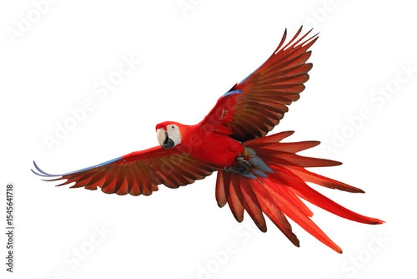 Fototapeta Colorful flying Scarlet Macaw parrot isolated on transparent background png file	
