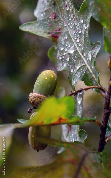 Fototapeta Large acorns ripened on the oak branches.