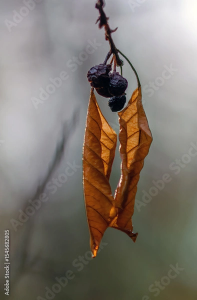 Fototapeta Close-up of a branch with dry leaves and black dried berries.