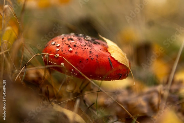 Fototapeta The red fly agarics just emerged from the ground after the rain.