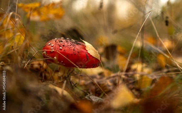 Fototapeta The red fly agarics just emerged from the ground after the rain.