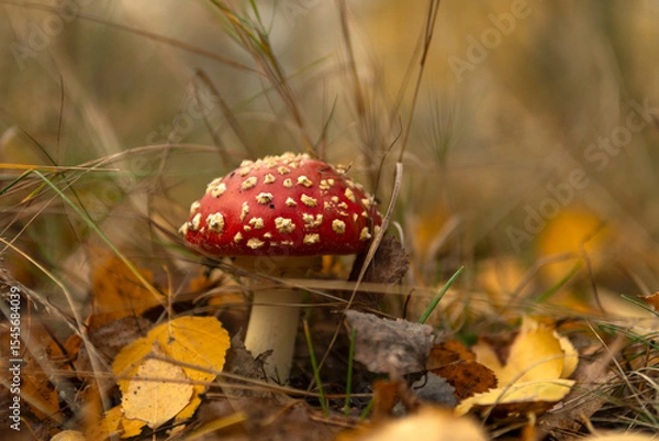 Fototapeta The red fly agarics just emerged from the ground after the rain.