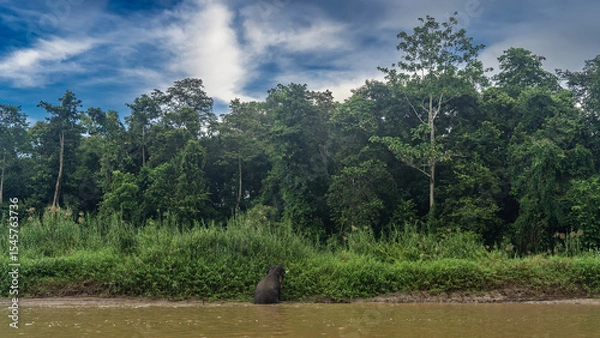 Fototapeta The pygmy elephant comes out of the river onto a clay bank overgrown with tall green grass. View from the back. Thickets of rainforest trees against a blue sky, clouds. Malaysia. Borneo. Kinabatangan