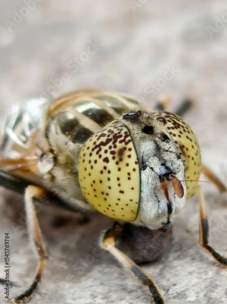 Obraz macro of a wasp