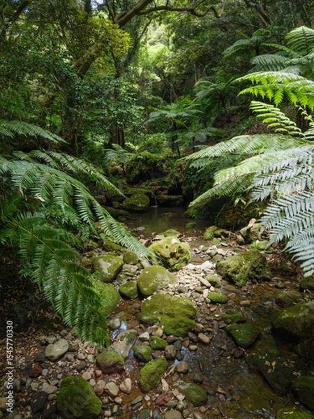 Fototapeta 八丈島の森  東京都 日本
