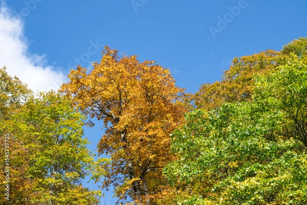 Fototapeta 晴れた日の秋の有峰の森