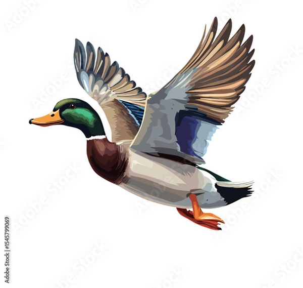 Fototapeta Colorful duck flying gracefully against a plain background.