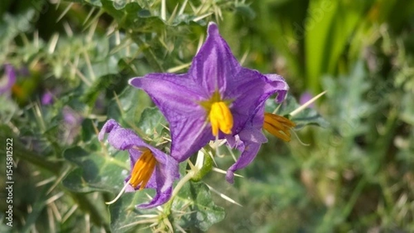 Fototapeta Thorny nightstand flower, also known as Solanum viarum seen in wild greenery with thorn bushes