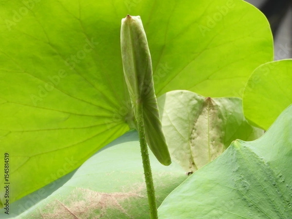 Fototapeta close up of green leaf