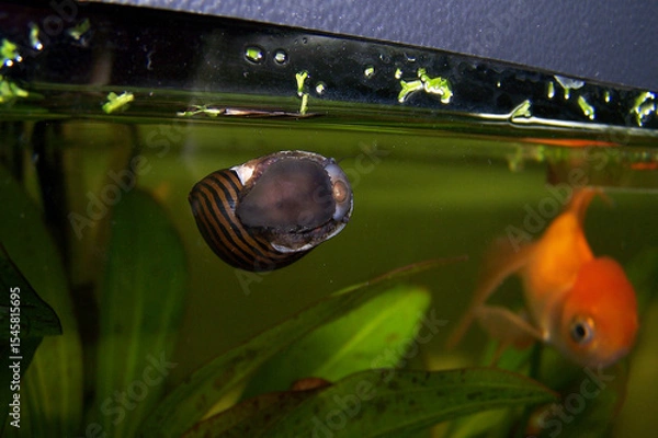 Fototapeta The zebra nerite snail crawling on the glass of the fish tank