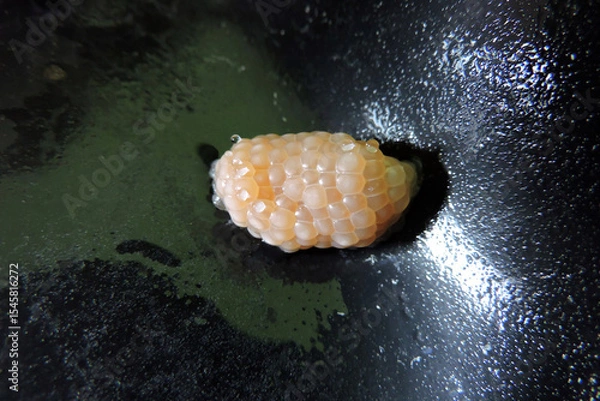 Fototapeta The egg masses of a golden apple snail stick to the underside of fish tank's cover