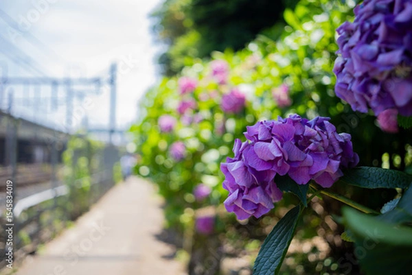 Fototapeta 飛鳥の小径：紫陽花