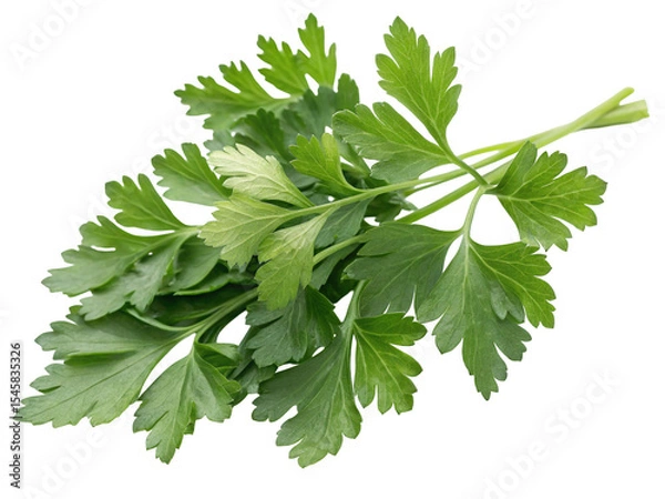 Fototapeta Fresh parsley leaves close up culinary herb ingredient for cooking and garnish on black background isolated