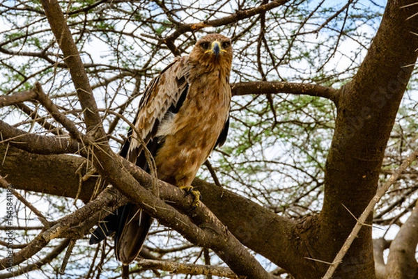 Fototapeta Tawny eagle (Aquila rapax) on a branch of tree at Serengeti national park, Tanzania
