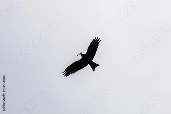 Fototapeta Tawny eagle (Aquila rapax) soaring in sky at the Serengeti national park, Tanzania