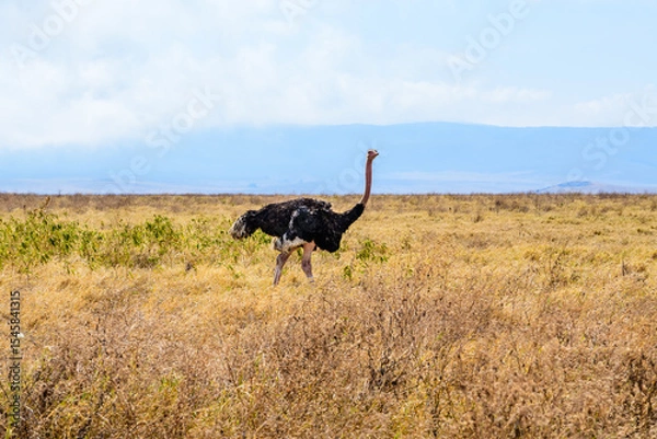 Fototapeta Common ostrich (Struthio camelus) at the Ngorongoro national park, Tanzania. Wildlife photo