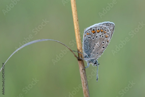 Fototapeta Beautiful nature scene with Common blue (Polyommatus icarus) . Macro shot of Common blue (Polyommatus icarus) on the grass. Butterfly Common blue (Polyommatus icarus) in the nature habitat.