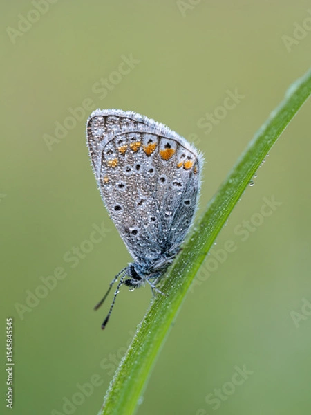 Fototapeta Beautiful nature scene with Common blue (Polyommatus icarus) . Macro shot of Common blue (Polyommatus icarus) on the grass. Butterfly Common blue (Polyommatus icarus) in the nature habitat.
