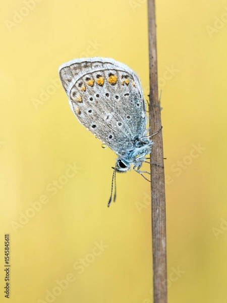 Fototapeta Beautiful nature scene with Common blue (Polyommatus icarus) . Macro shot of Common blue (Polyommatus icarus) on the grass. Butterfly Common blue (Polyommatus icarus) in the nature habitat.