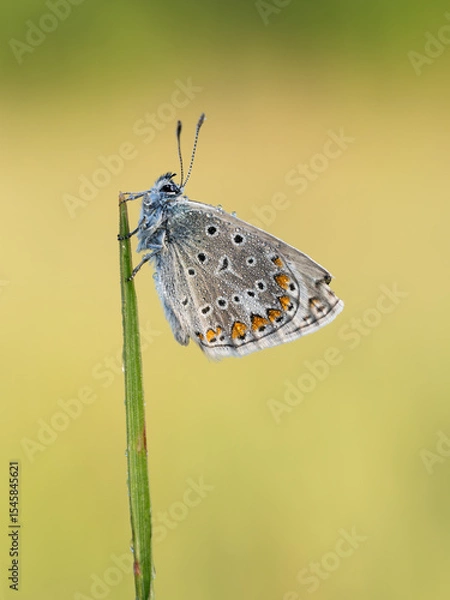 Fototapeta Beautiful nature scene with Common blue (Polyommatus icarus) . Macro shot of Common blue (Polyommatus icarus) on the grass. Butterfly Common blue (Polyommatus icarus) in the nature habitat.