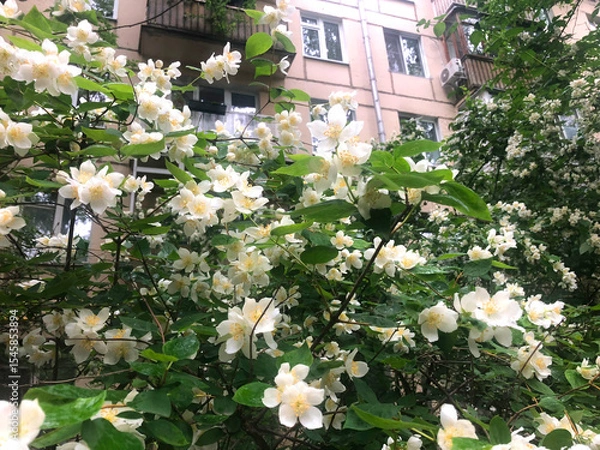Obraz A large tree with white flowers is in front of a building