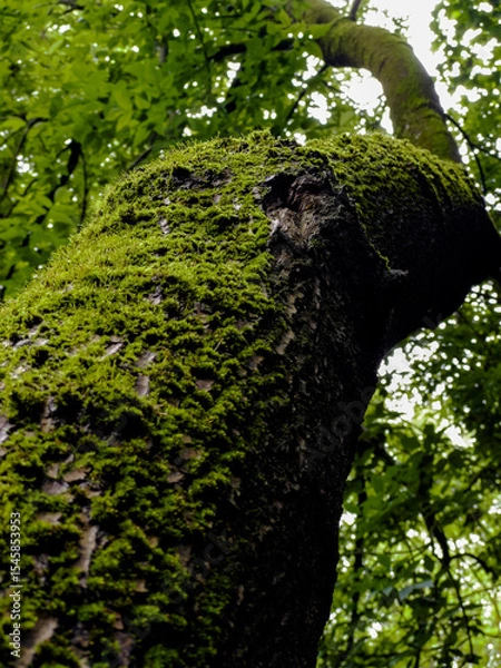 Obraz A tree covered in moss is shown in a forest