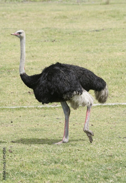 Fototapeta ostrich